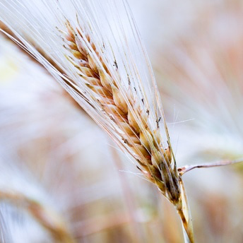 Why Gluten-Free Hair Products Matter